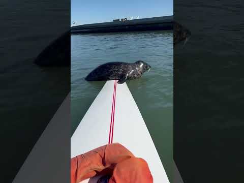 Seal HIJACKS Woman's Kayak!