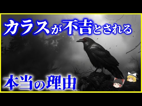 【ゆっくり解説】カラスが「不吉の象徴」とされるのは何故なのか？を解説/日本だけでなく世界でも？日本神話の八咫烏…本来は神の使い？