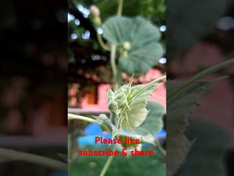 Lauki Ki Kheti#lauki#shorts#viralshorts#reels#shortyoutubevideoviral#🥑🌿🌱🏞️🍐