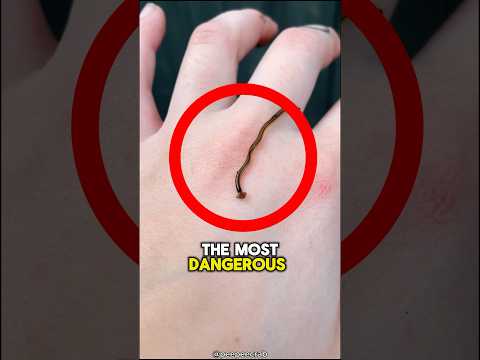 This TOXIC Worm Is So DANGEROUS 😨 #viral