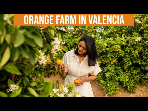 My First Visit To An Orange Farm 🍊|| Valencia, Spain || Video With Subtitles || Infinity Platter