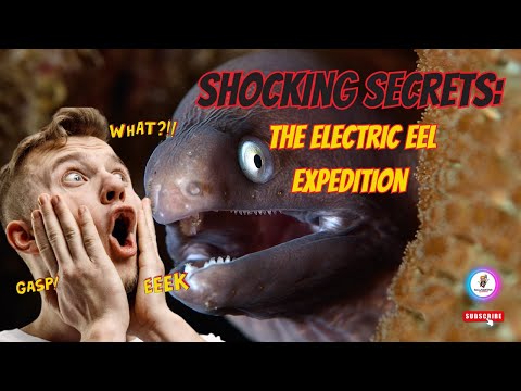 SHOCKING Secrets: The ELECTRIC EEL Expedition!