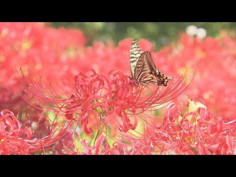 【映像】梅林寺の彼岸花　福島・いわき市【四季カメラ】