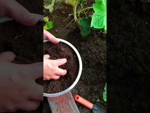 How to give compost to plants #vermicompost #gardening #rooftopgarden #organic #viralshorts