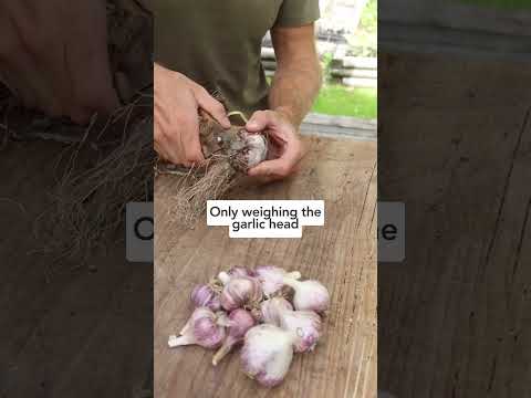 🧄What's the best soil for growing garlic?! #howtogrowgarlic #growinggarlic