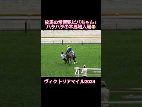 サウンドビバーチェ ハラハラの本馬場入場😂 #short #shorts #競馬