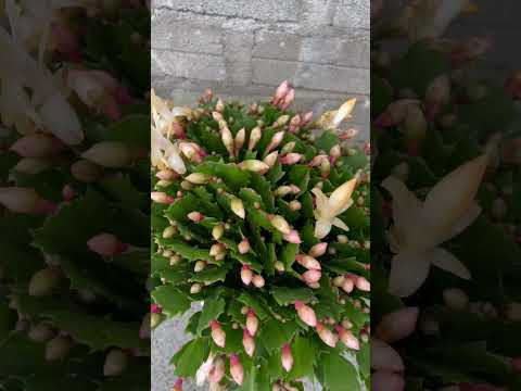 Christmas cactus flower pot with super many buds