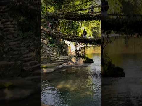 Double Decker Living Root Bridge | Meghalaya | Shillong #rootbridge #meghalaya #shillong #short