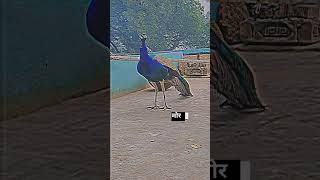 peacock 🦚 video ######moreviews2024