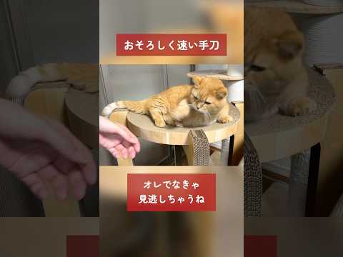 おそろしく速い手刀を繰り出す猫