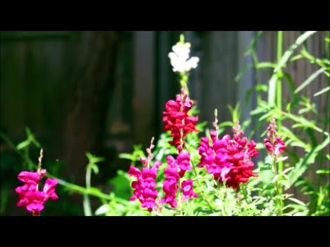 How to Grow Snapdragon (Antirrhinum) Flowers from Seed