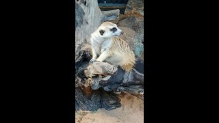 #meerkat #meerkats #comparethemeerkat #wildlife #wildanimals #wildanimal #zoo #wildanimal