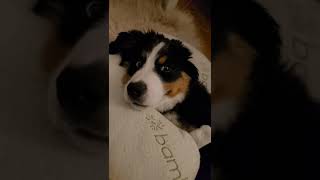 Adorable Bernese Puppy's Bedtime Cuteness Overload 🐶💤