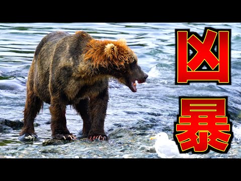 【恐怖】川で釣りしてたらクマに遭遇しました。