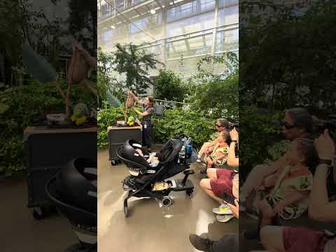 We learn all about the Cecropia Moth (Hyalophora cecropia) at the Montreal Insectarium!