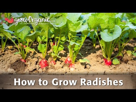 Growing Organic Radishes