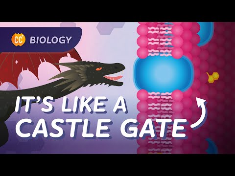 Cell Membranes: How Does Stuff Get Into Your Cells?: Crash Course Biology #24