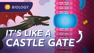 Cell Membranes: How Does Stuff Get Into Your Cells?: Crash Course Biology #24