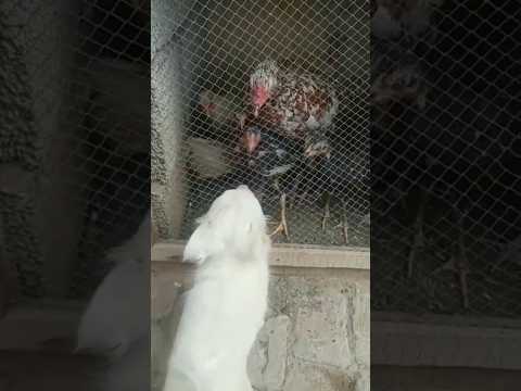 cute love does satisfying aseel. puppy pet dog chicken poultry #cute #satisfying #aseel #dog #pets