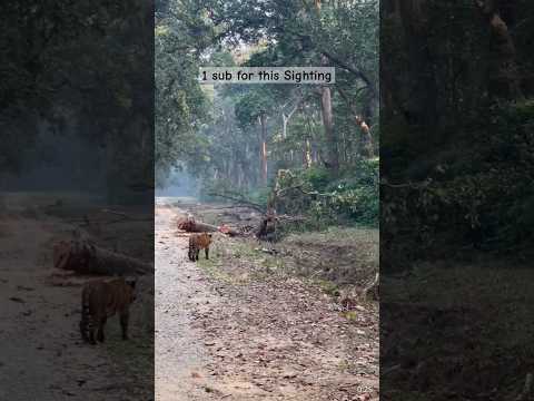 what a sighting of tiger 🐅#tiger #tigers #naturephotography #corbettnationalpark #deerhunting