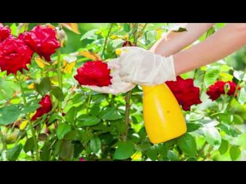 How To Plant a Rose Garden? | planting a rose garden from scratch| #rosegarden