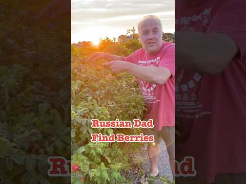 Яussian Dad Find Berries #crazyrussiandad #berries #rosehip  #russia #russian #immigrantparents