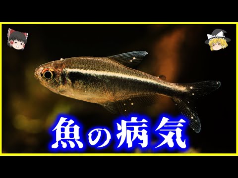 【ゆっくり解説】細菌・ウイルス・寄生虫…魚たちを襲う病気について解説/これだけある魚の病気…対処法は？