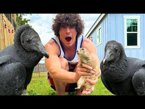 BIG OUNCE RETURNS (feeding him to vultures) *NOT CLICKBAIT*