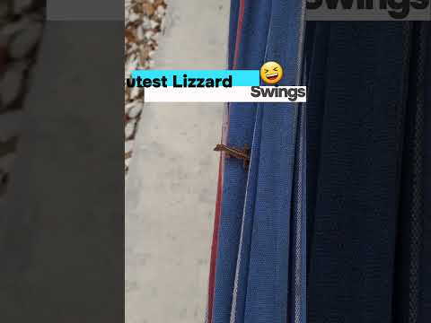 How cute is this? Lizard swings on Hammock 🤣 #lizard #lizardlover #animallover #ytubeshorts #shorts