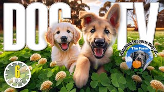 Dog TV for Dogs to Watch 🐶 Entertainment for Dogs 🎵 Relaxing Dog Music & Anti Anxiety Dog Home Alone