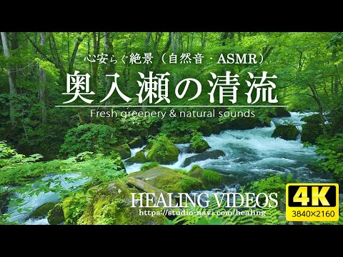 [Healing/Environmental Sound] Japanese Mountain Stream | Oirase Mountain Stream VOL.1 |