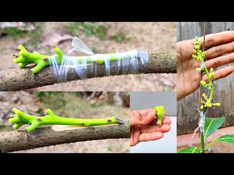 Mango grafting new technique In February Month |How to graft mango tree in SUMMER!!