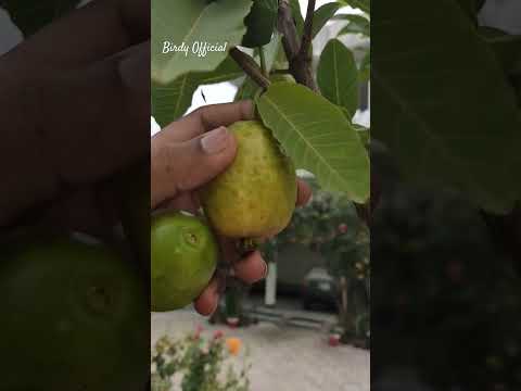 Harvesting Fresh Guava Homegarden #homegarden #fruit #guava #harvesting