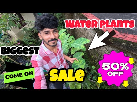 Only 50 rs മുതൽ Colocasia varieties / more than ten varieties available / All india courier