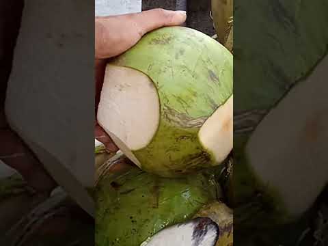 freshly cut buko juice pH street food #satisfying #bukojuice #streetfood #youtubeshorts #Gatchie Jr