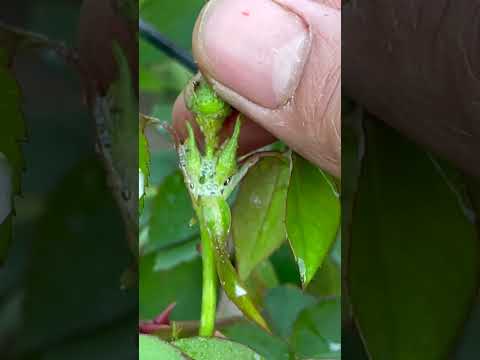 Use dishwashing liquid to make aphids killer for roses