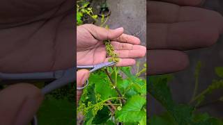 Grapevine care and seedlings grafting #grafting #graftingtechniques