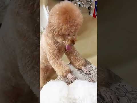 700 lbs of Heartwarming Cuteness! #TeddyBearTurnedSuperSmart #DogParentingFeels...