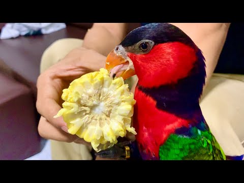 Rainbow like eating sweet corn.