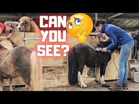 Foal is scared of water | clipping Shetland ponies: cool symbols | Friesian Horses