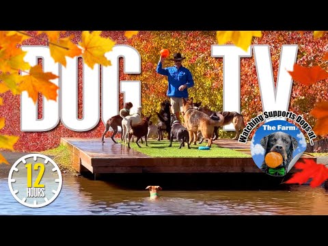 Relaxing Dog Video for Dogs to Sleep & Relax to - Calming Dog Music & Autumn Dog Days