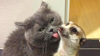 Rescued meerkat FELL IN LOVE 😻  with a cat and now they are inseparable!