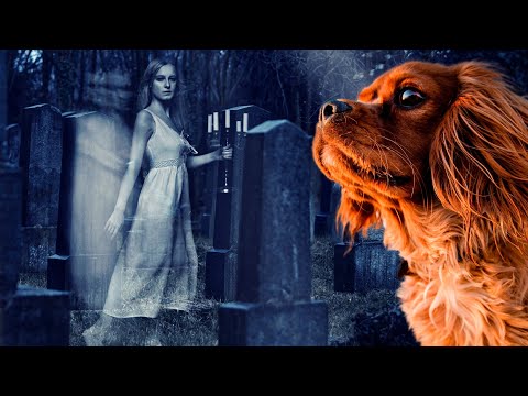 Purgatory Stories: Animals & Purgatory