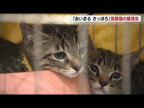 北海道最大規模の保護猫の譲渡会開催　約100匹が新たな飼い主探し　札幌市動物愛護管理センター「あいまるさっぽろ」