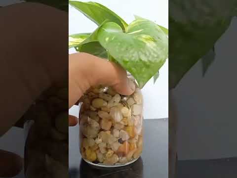 How to propagate money plant in water.#shortvideo #moneyplant #garden