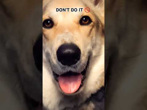 Don't do it #dog #funny #mayze #fypシ #cute #cutedog