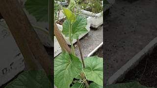 bottle gourd plant 💚 #yt #flower #plantingflower #nature #terrace #growflower #trending #garden #yt