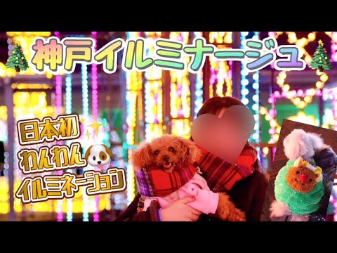 【日本初✨わんわんイルミネーション🎄🐶】#神戸イルミナージュ #クリスマス