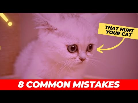 8 Common Mistakes That Hurt Your Cat | And How to Avoid Them!