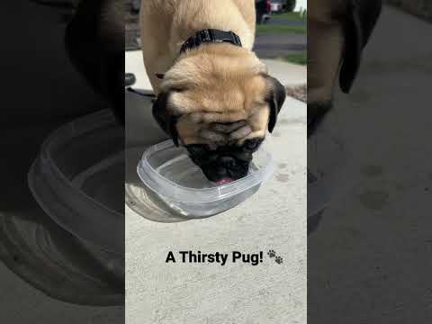 One thirsty Pug! #puglife #pugmom #pugs #pug #dogs #puppies #adorable #pugpuppy